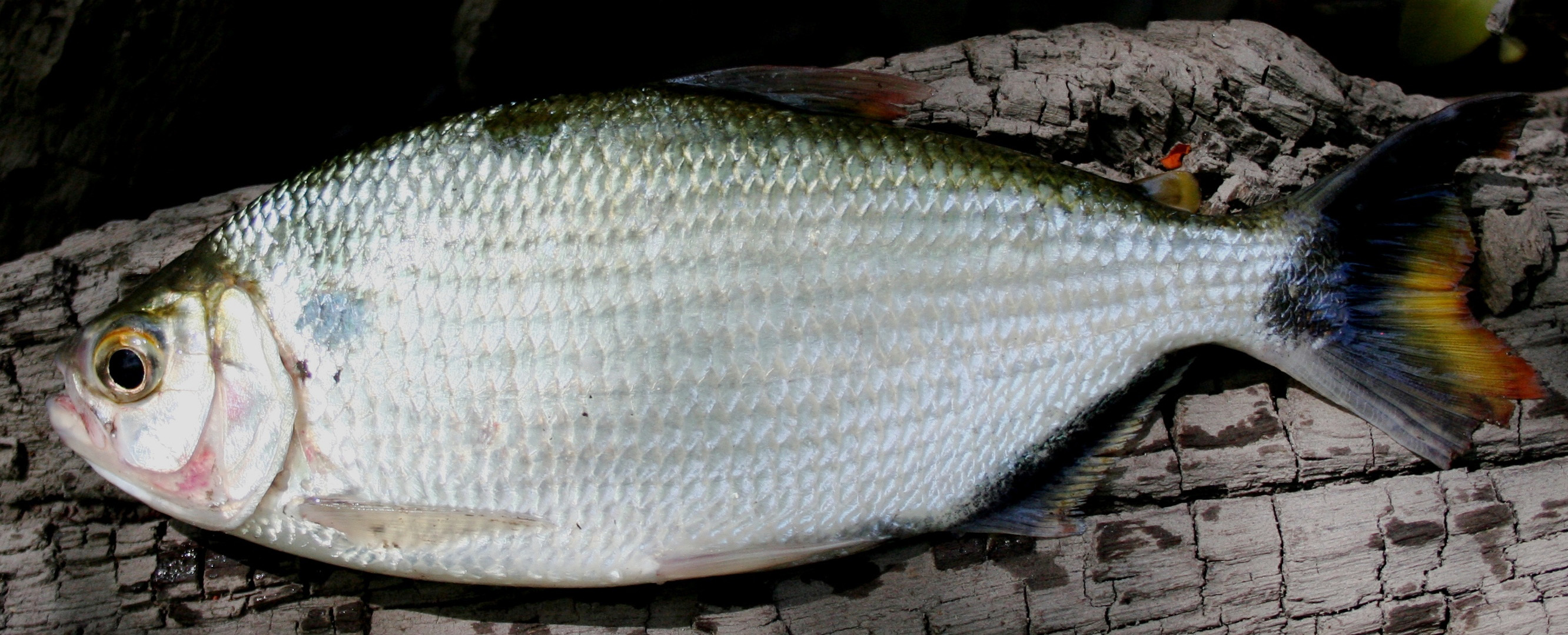 (Brycon) Род БРИКОНЫ 42 вида